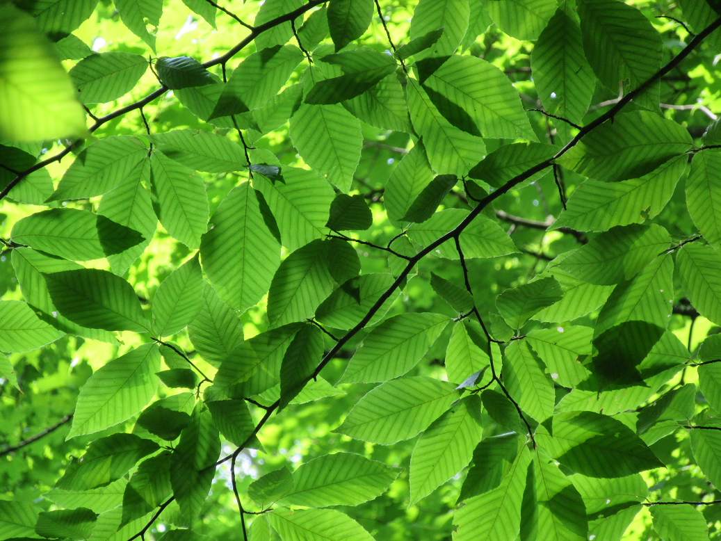 Beech Leaves