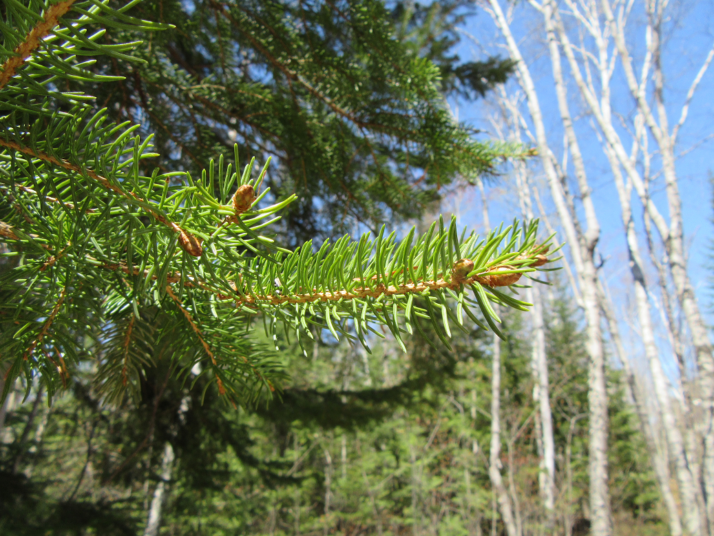 Spruce Needles