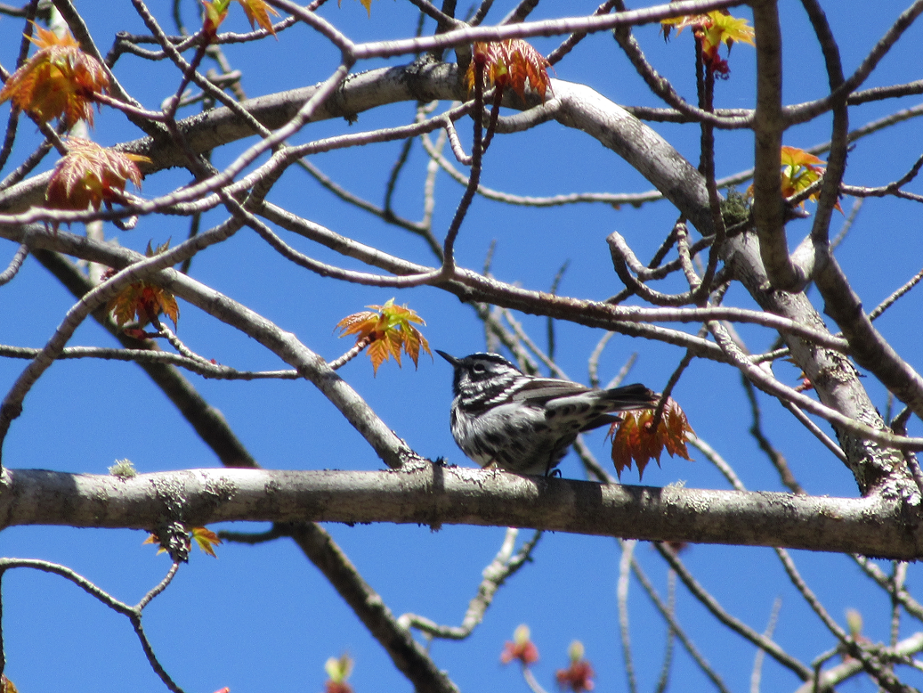 Warbler